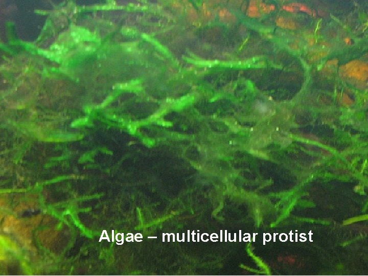 Algae – multicellular protist 