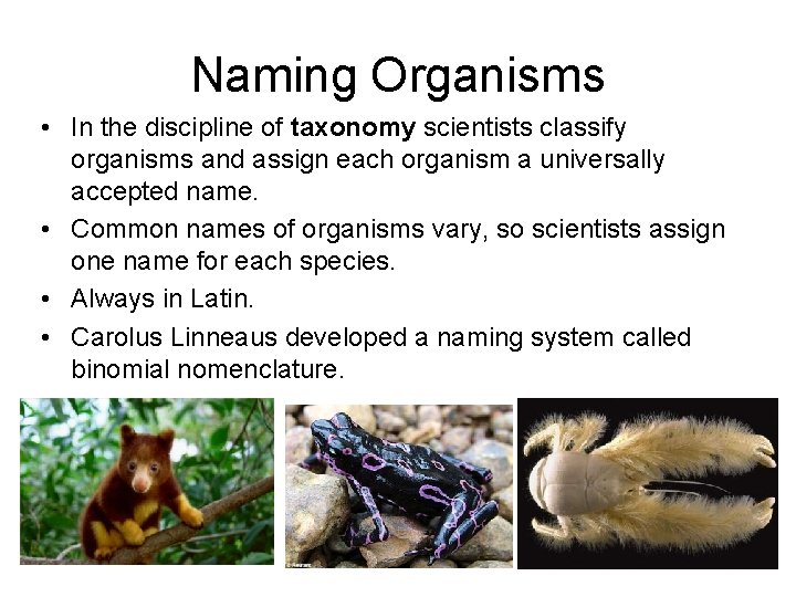 Naming Organisms • In the discipline of taxonomy scientists classify organisms and assign each