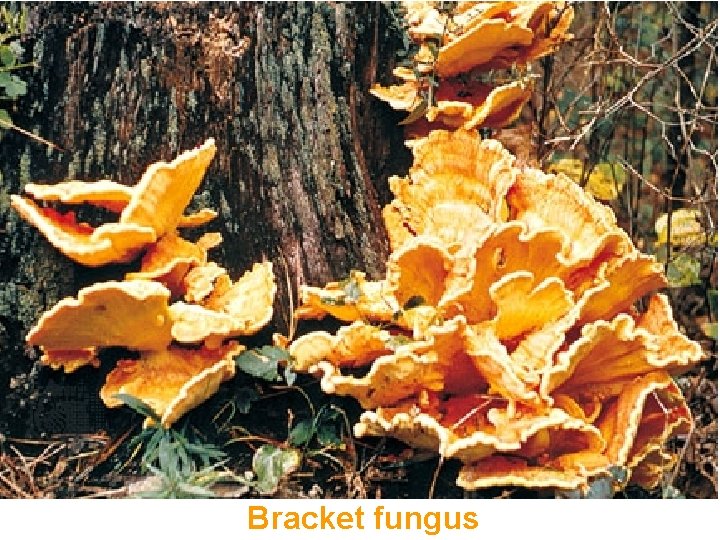 Bracket fungus 