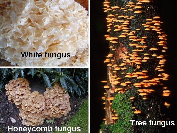 White fungus Honeycomb fungus Tree fungus 