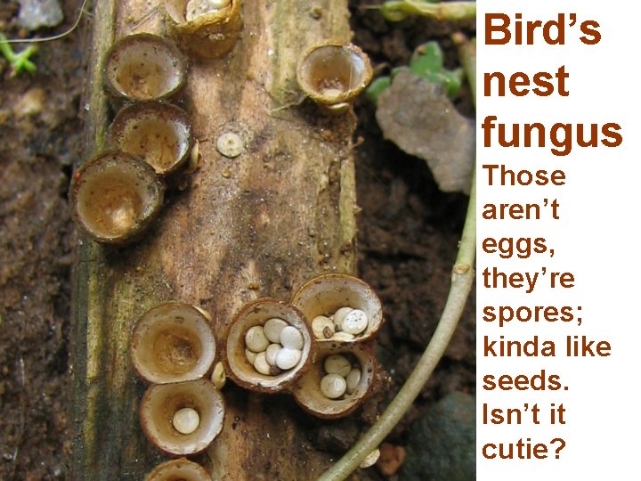 Bird’s nest fungus Those aren’t eggs, they’re spores; kinda like seeds. Isn’t it cutie?