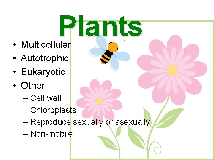  • • Plants Multicellular Autotrophic Eukaryotic Other – Cell wall – Chloroplasts –