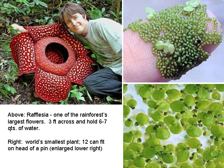 Above: Rafflesia - one of the rainforest’s largest flowers. 3 ft across and hold