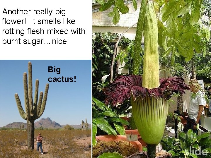Another really big flower! It smells like rotting flesh mixed with burnt sugar…nice! Big