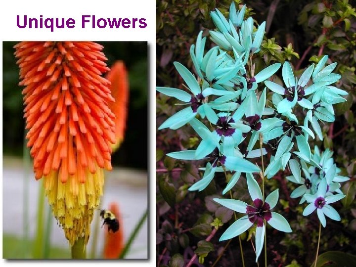 Unique Flowers 