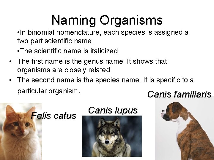 Naming Organisms • In binomial nomenclature, each species is assigned a two part scientific