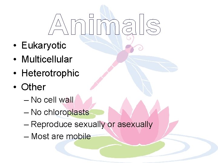  • • Animals Eukaryotic Multicellular Heterotrophic Other – No cell wall – No