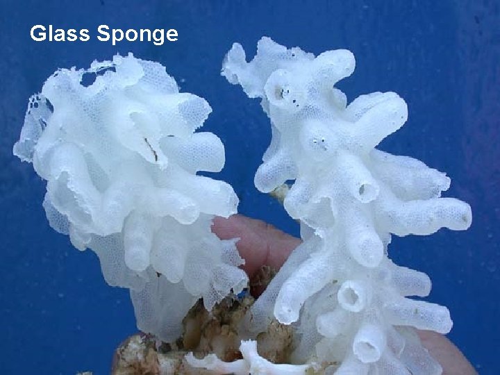 Glass Sponge 