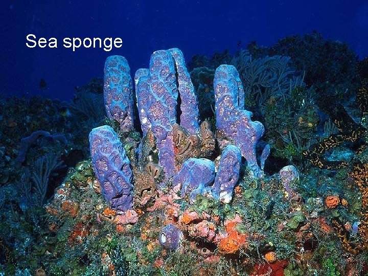 Sea sponge 