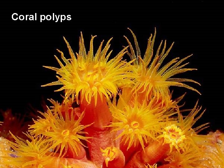 Coral polyps 