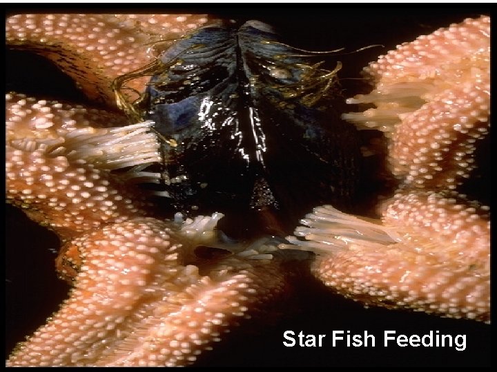 Star Fish Feeding 