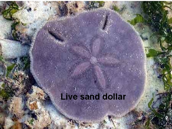 Live sand dollar 