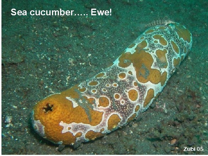 Sea cucumber…. . Ewe! 