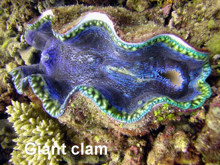 Giant clam 