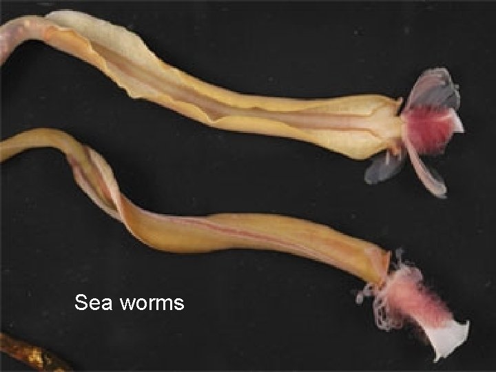 Sea worms 