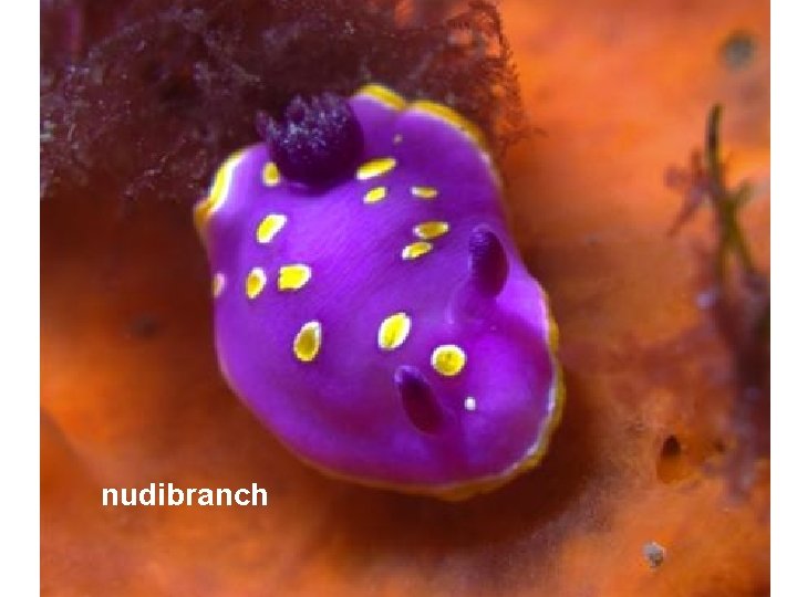 nudibranch 