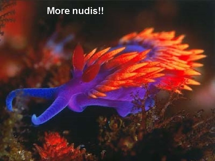 More nudis!! 