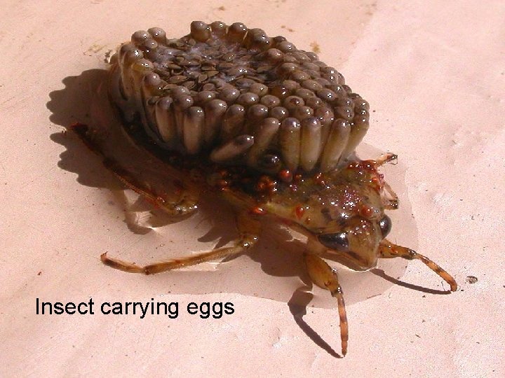 Insect carrying eggs 