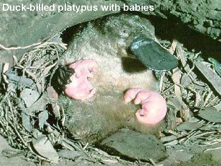 Duck-billed platypus with babies 
