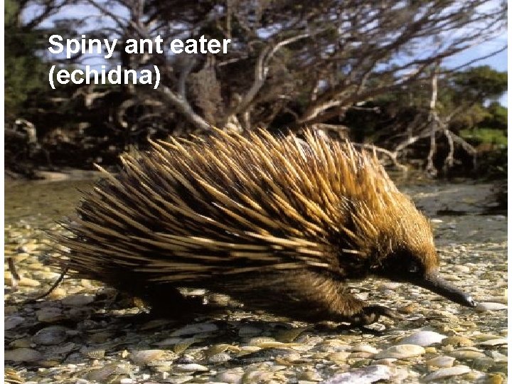 Spiny ant eater (echidna) 
