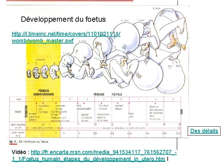 Développement du foetus http: //i. timeinc. net/time/covers/1101021111/ womb/womb_master. swf Développement du fœtus Des détails