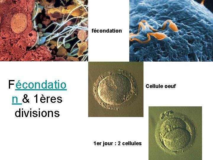 fécondation Fécondatio n & 1ères divisions Cellule oeuf 1 er jour : 2 cellules