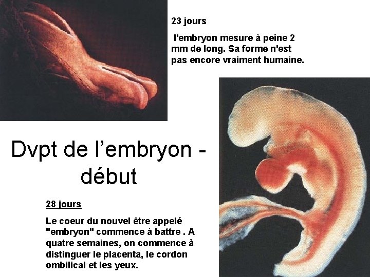 23 jours l'embryon mesure à peine 2 mm de long. Sa forme n'est pas