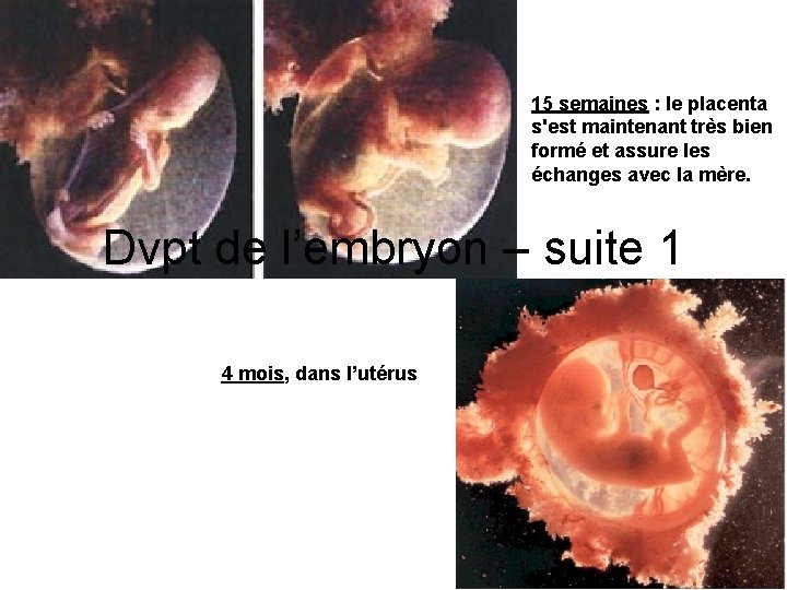 15 semaines : le placenta s'est maintenant très bien formé et assure les échanges
