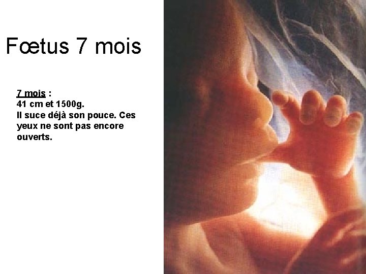 Fœtus 7 mois : 41 cm et 1500 g. Il suce déjà son pouce.