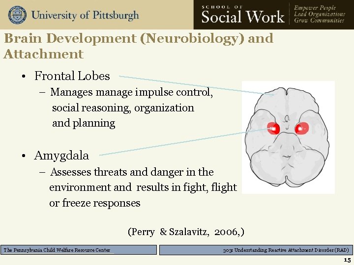 Brain Development (Neurobiology) and Attachment • Frontal Lobes – Manages manage impulse control, social