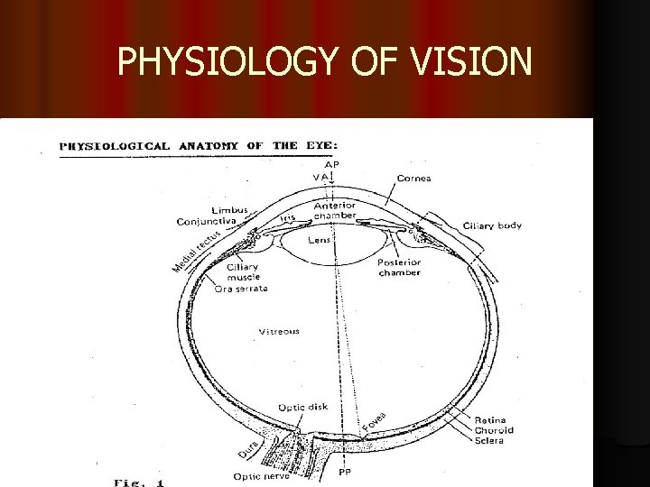 PHYSIOLOGY OF VISION 