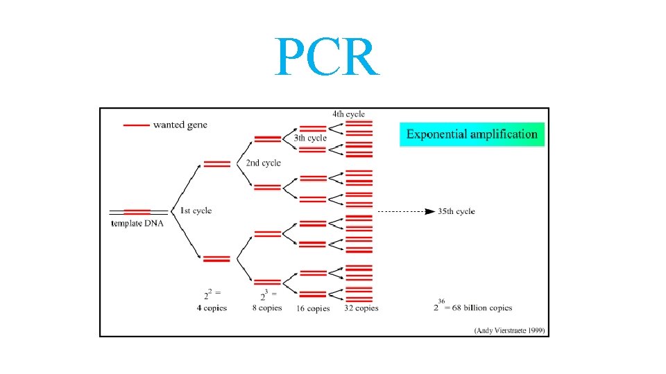 PCR 