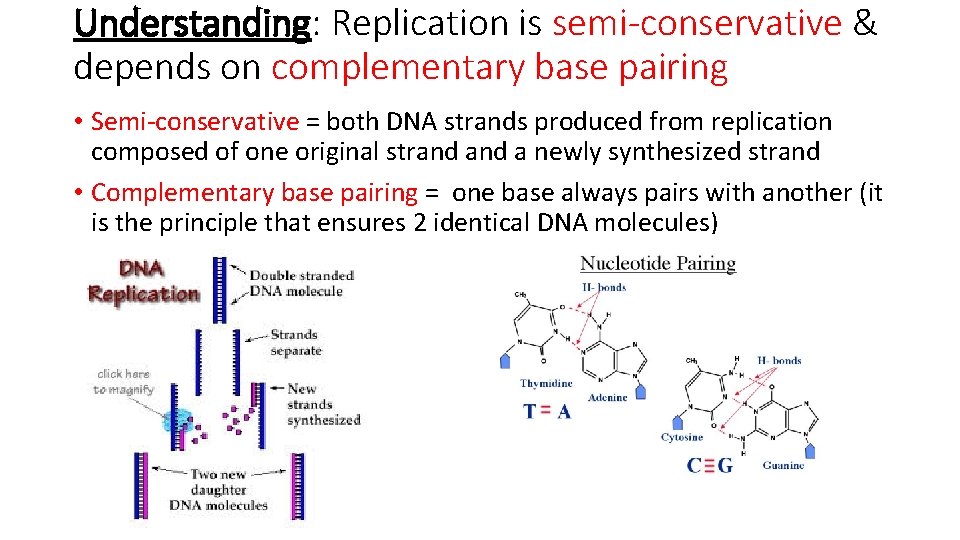 Understanding: Replication is semi-conservative & depends on complementary base pairing • Semi-conservative = both