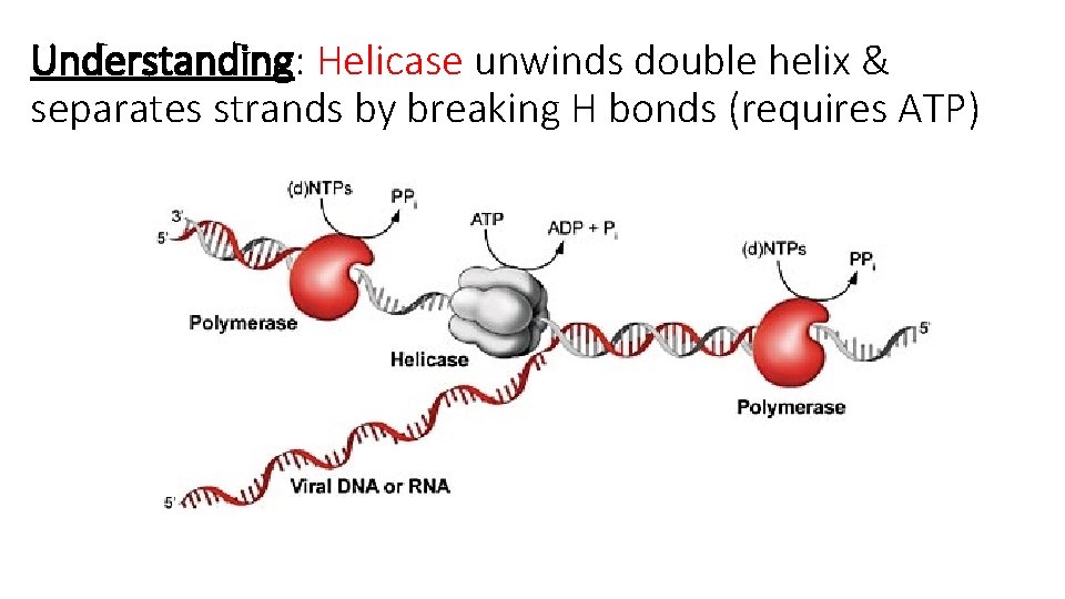 Understanding: Helicase unwinds double helix & separates strands by breaking H bonds (requires ATP)