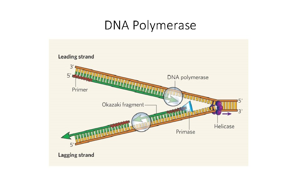 DNA Polymerase 