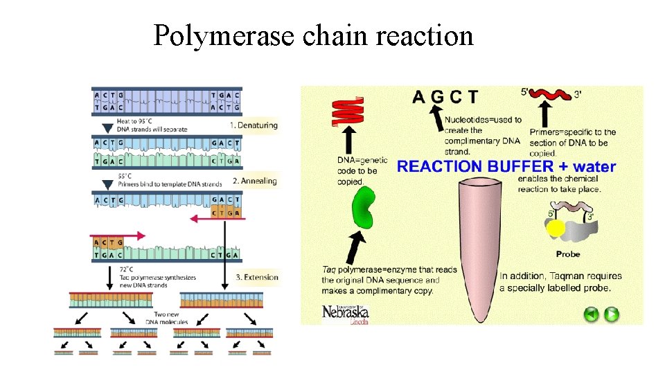 Polymerase chain reaction 