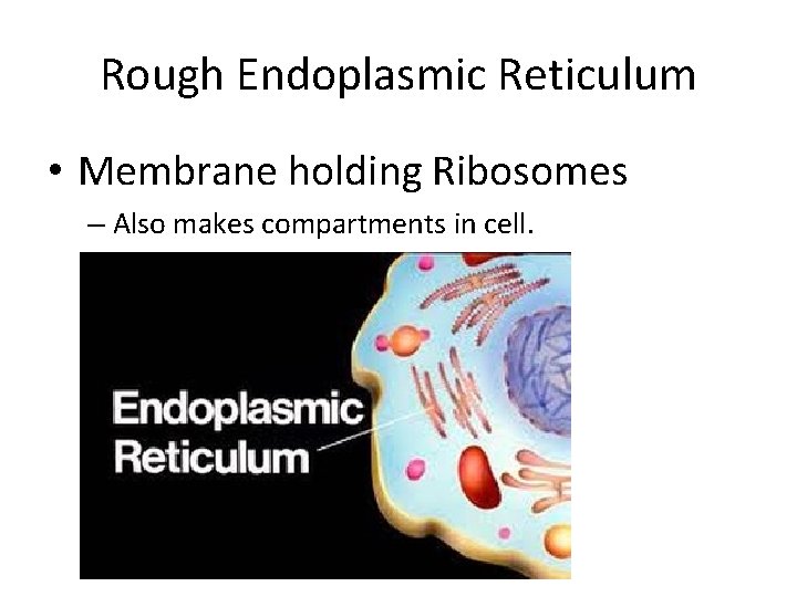 Rough Endoplasmic Reticulum • Membrane holding Ribosomes – Also makes compartments in cell. 