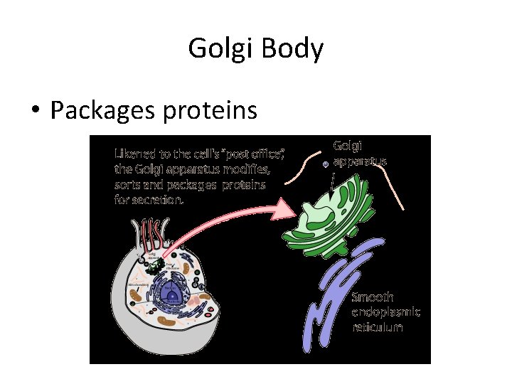 Golgi Body • Packages proteins 