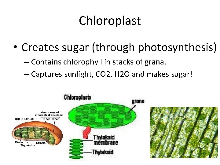 Chloroplast • Creates sugar (through photosynthesis) – Contains chlorophyll in stacks of grana. –