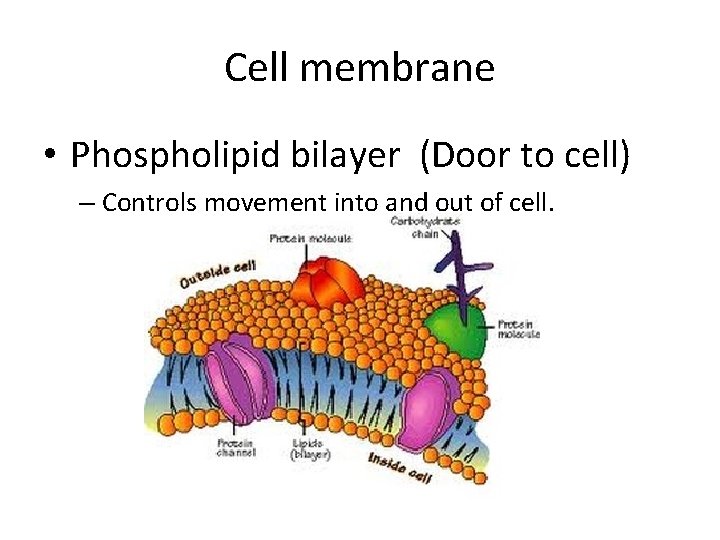 Cell membrane • Phospholipid bilayer (Door to cell) – Controls movement into and out
