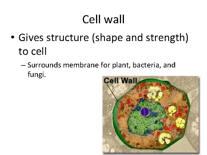 Cell wall • Gives structure (shape and strength) to cell – Surrounds membrane for
