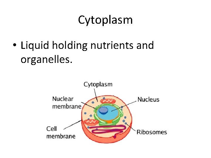 Cytoplasm • Liquid holding nutrients and organelles. 