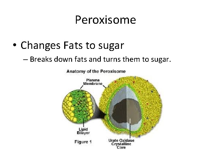 Peroxisome • Changes Fats to sugar – Breaks down fats and turns them to