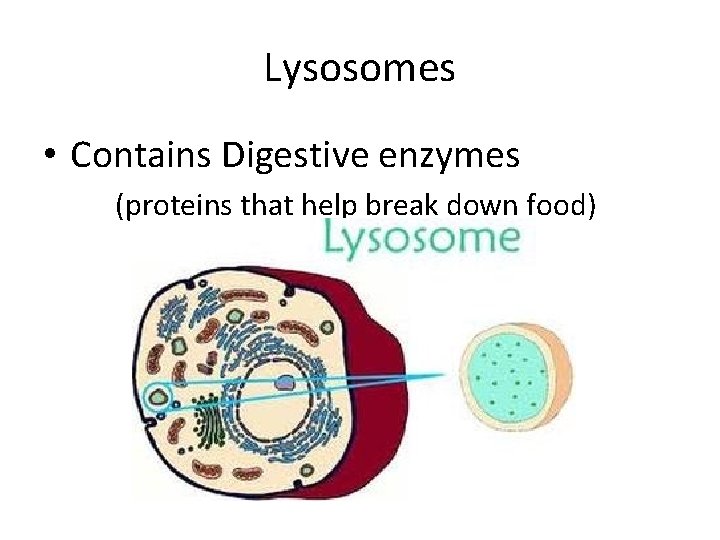 Lysosomes • Contains Digestive enzymes (proteins that help break down food) 