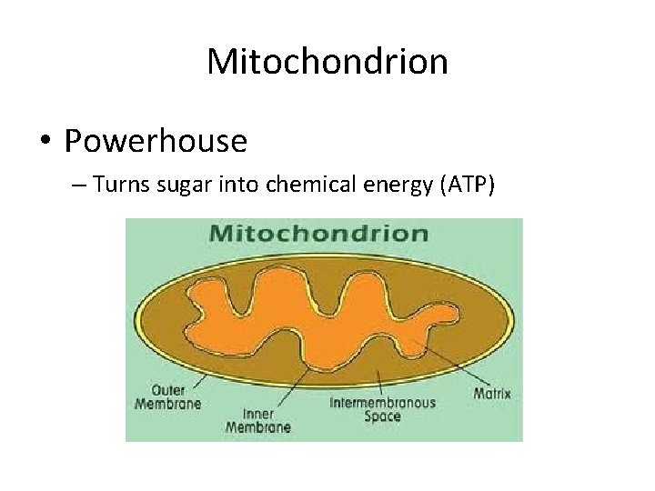 Mitochondrion • Powerhouse – Turns sugar into chemical energy (ATP) 