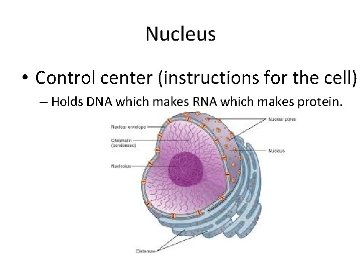 Nucleus • Control center (instructions for the cell) – Holds DNA which makes RNA