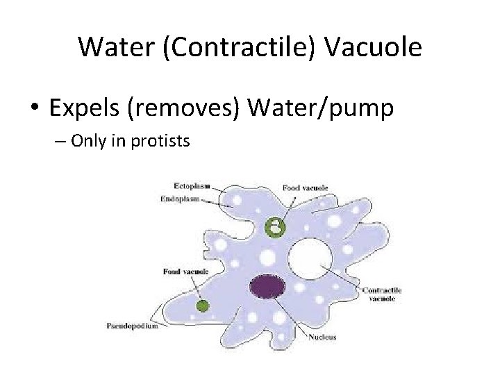 Water (Contractile) Vacuole • Expels (removes) Water/pump – Only in protists 