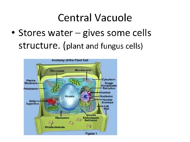Central Vacuole • Stores water – gives some cells structure. (plant and fungus cells)