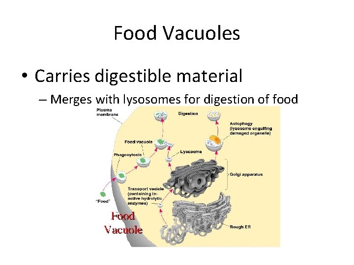 Food Vacuoles • Carries digestible material – Merges with lysosomes for digestion of food