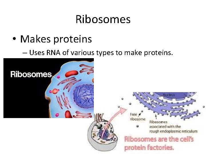 Ribosomes • Makes proteins – Uses RNA of various types to make proteins. 